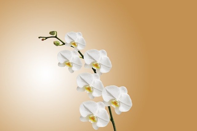 bílá orchidej