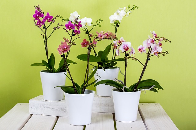 orchideje phalaenopsis